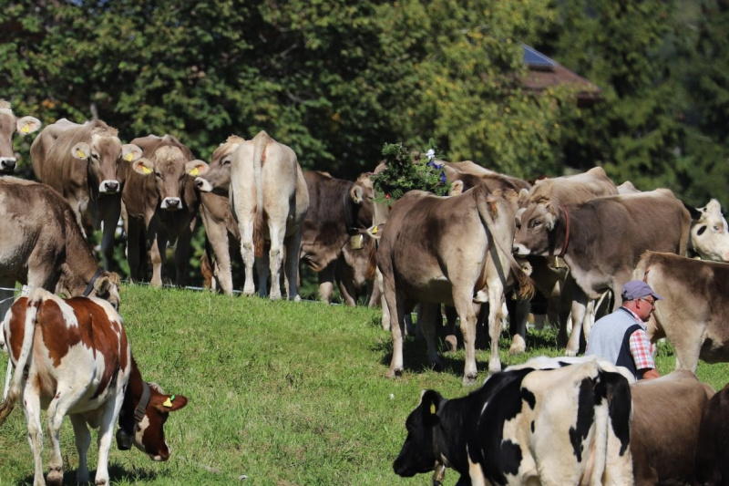 Nahaufnahme Feldernalmabtrieb – 35 Kilometer Fußweg