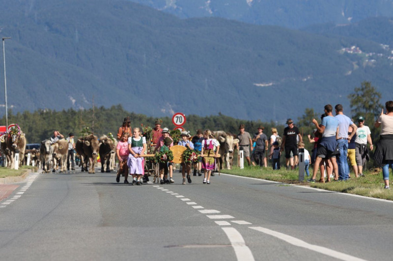 Nahaufnahme Feldernalmabtrieb – 35 Kilometer Fußweg