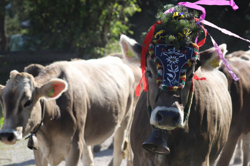 Nahaufnahme Feldernalmabtrieb – 35 Kilometer Fußweg
