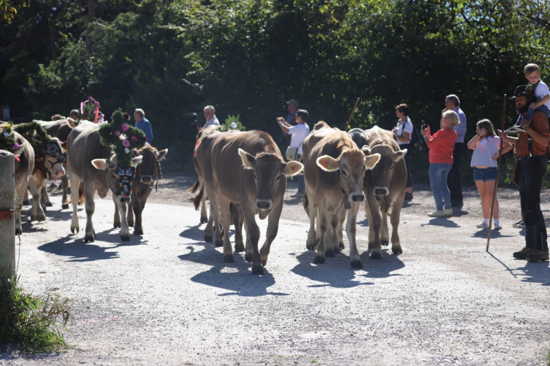 Nahaufnahme Feldernalmabtrieb – 35 Kilometer Fußweg