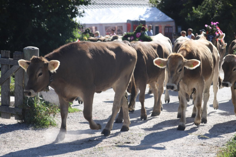 Nahaufnahme Feldernalmabtrieb – 35 Kilometer Fußweg