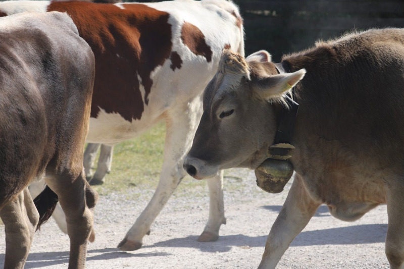 Nahaufnahme Feldernalmabtrieb – 35 Kilometer Fußweg