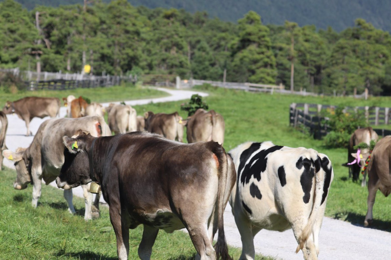 Nahaufnahme Feldernalmabtrieb – 35 Kilometer Fußweg
