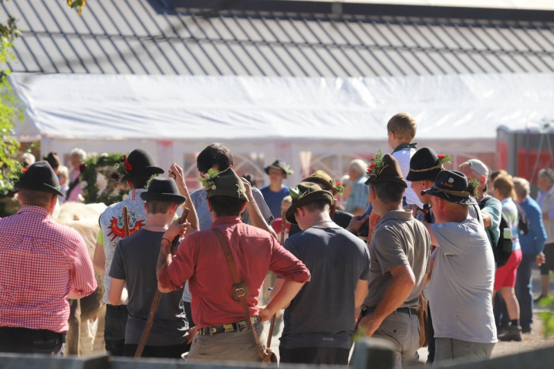 Nahaufnahme Feldernalmabtrieb – 35 Kilometer Fußweg