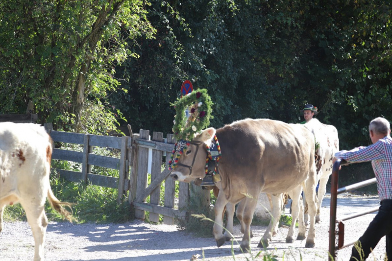 Nahaufnahme Feldernalmabtrieb – 35 Kilometer Fußweg