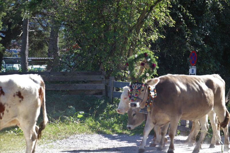 Nahaufnahme Feldernalmabtrieb – 35 Kilometer Fußweg