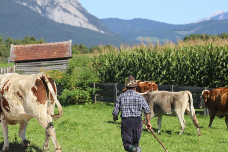 Nahaufnahme Feldernalmabtrieb – 35 Kilometer Fußweg