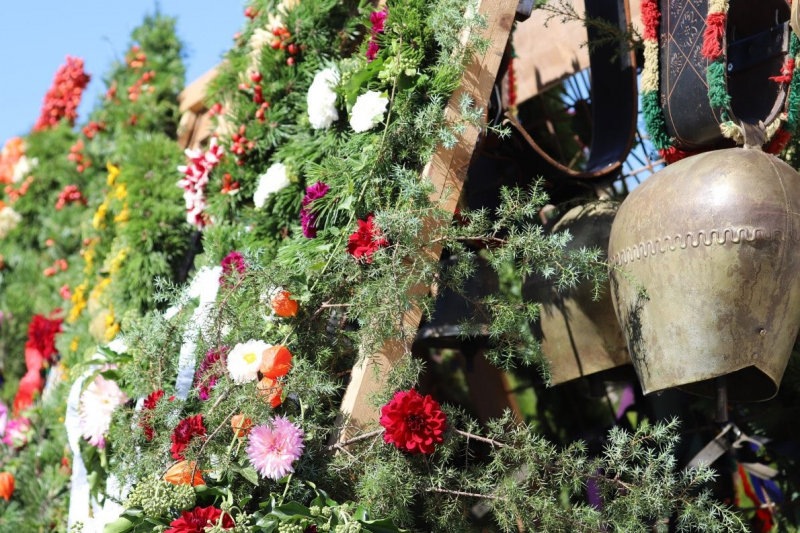 Nahaufnahme Feldernalmabtrieb – 35 Kilometer Fußweg