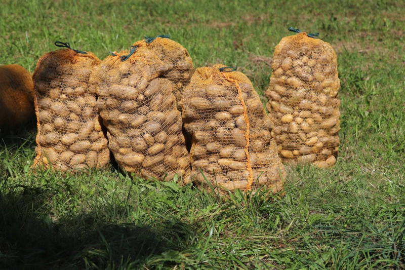 Nahaufnahme Feldernalmabtrieb – 35 Kilometer Fußweg