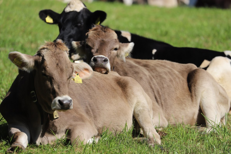 Nahaufnahme Feldernalmabtrieb – 35 Kilometer Fußweg