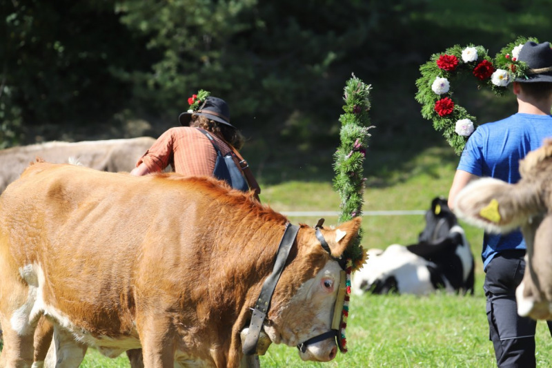 Nahaufnahme Feldernalmabtrieb – 35 Kilometer Fußweg
