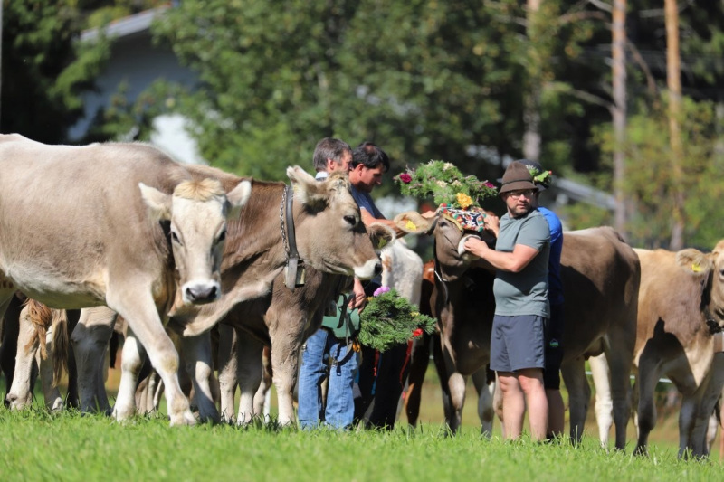 Nahaufnahme Feldernalmabtrieb – 35 Kilometer Fußweg