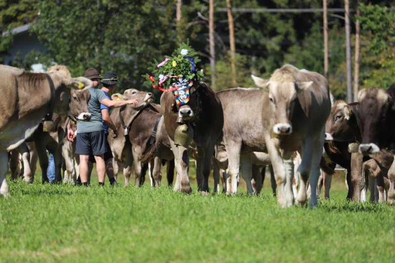 Nahaufnahme Feldernalmabtrieb – 35 Kilometer Fußweg