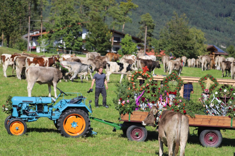 Nahaufnahme Feldernalmabtrieb – 35 Kilometer Fußweg