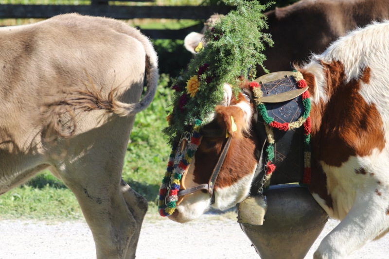 Nahaufnahme Feldernalmabtrieb – 35 Kilometer Fußweg