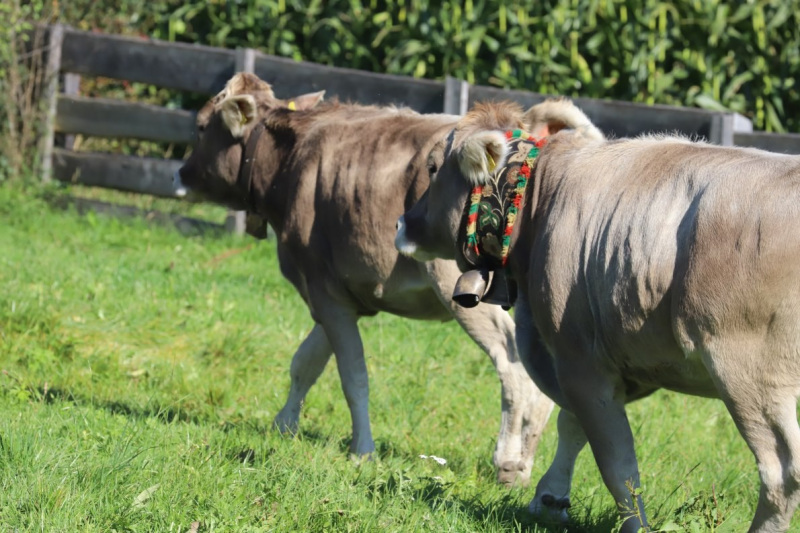 Nahaufnahme Feldernalmabtrieb – 35 Kilometer Fußweg