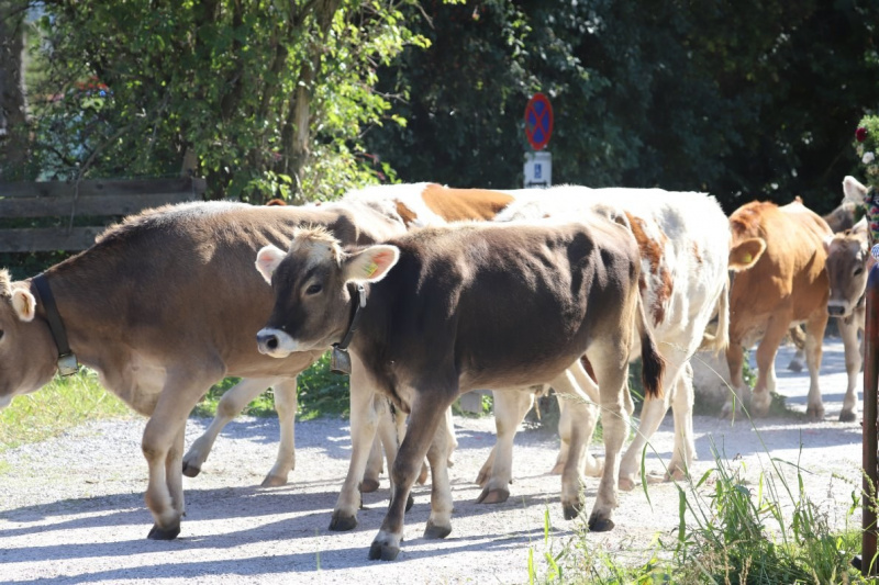 Nahaufnahme Feldernalmabtrieb – 35 Kilometer Fußweg