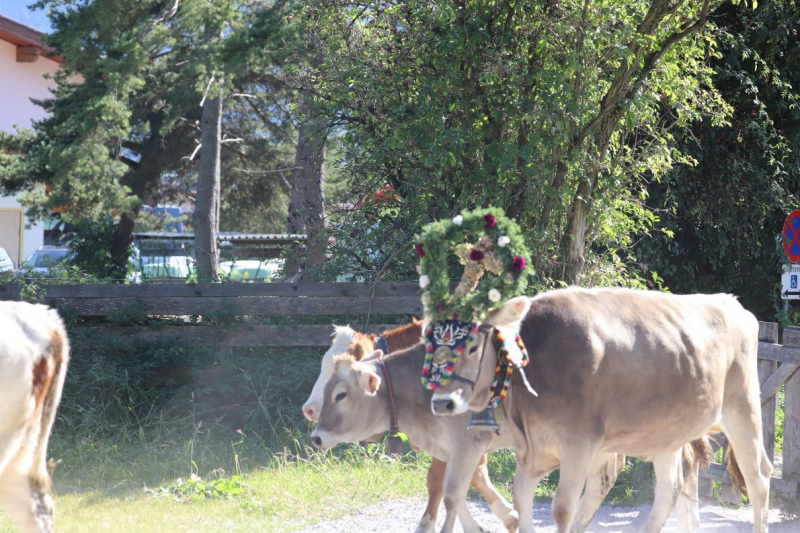 Nahaufnahme Feldernalmabtrieb – 35 Kilometer Fußweg