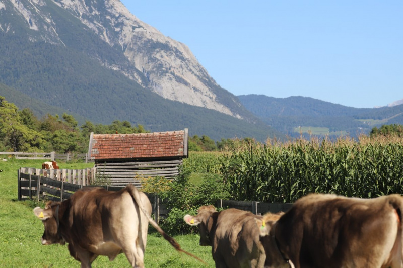 Nahaufnahme Feldernalmabtrieb – 35 Kilometer Fußweg