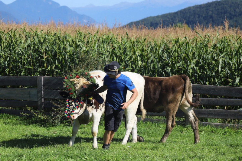 Nahaufnahme Feldernalmabtrieb – 35 Kilometer Fußweg