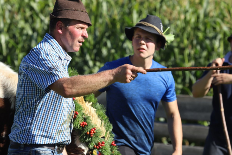 Nahaufnahme Feldernalmabtrieb – 35 Kilometer Fußweg