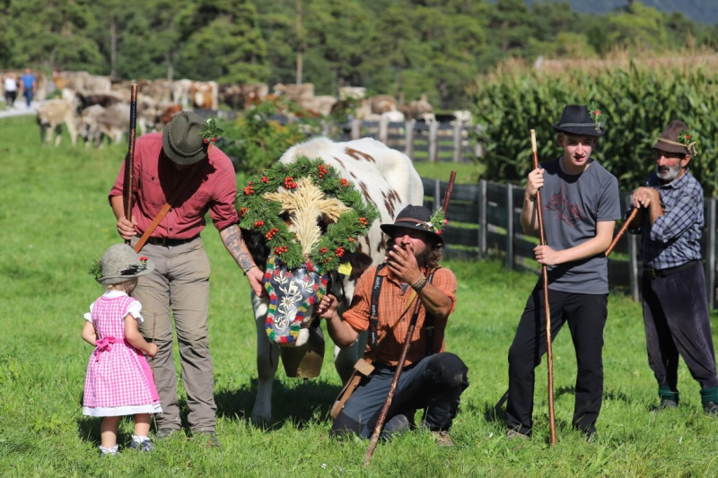 Nahaufnahme Feldernalmabtrieb – 35 Kilometer Fußweg