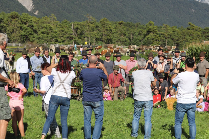 Nahaufnahme Feldernalmabtrieb – 35 Kilometer Fußweg