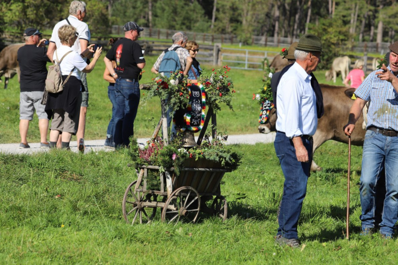 Nahaufnahme Feldernalmabtrieb – 35 Kilometer Fußweg