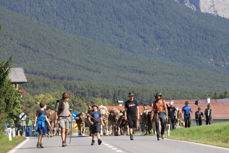 Nahaufnahme Feldernalmabtrieb – 35 Kilometer Fußweg