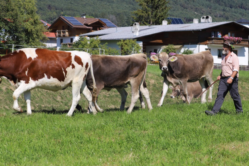 Nahaufnahme Feldernalmabtrieb – 35 Kilometer Fußweg