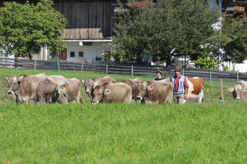 Nahaufnahme Feldernalmabtrieb – 35 Kilometer Fußweg