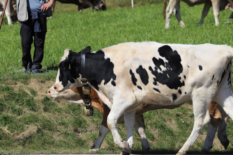 Nahaufnahme Feldernalmabtrieb – 35 Kilometer Fußweg