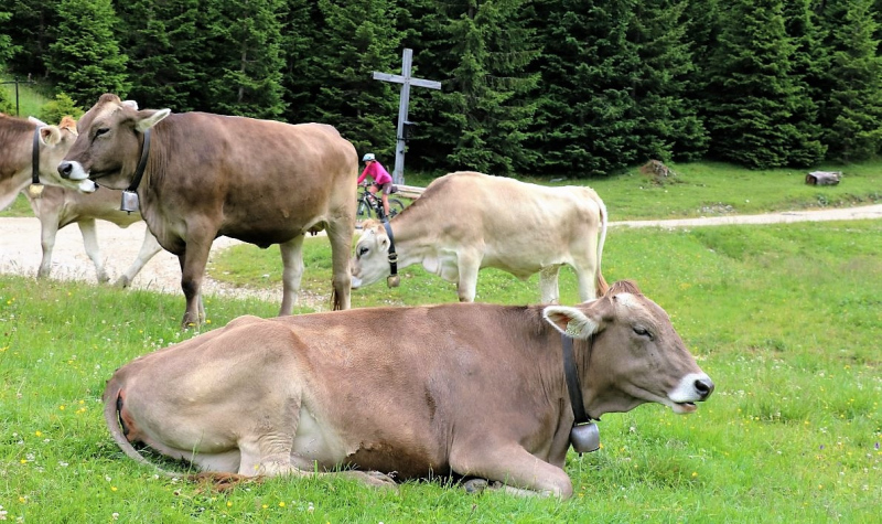 Neueröffnung Hochfeldern Alm – „…besser als viele erhofften“