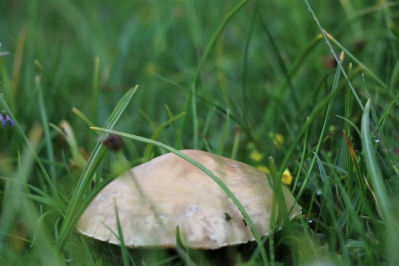 Sanierung Marienbergalpe – zum Almsommer solls fertig sein
