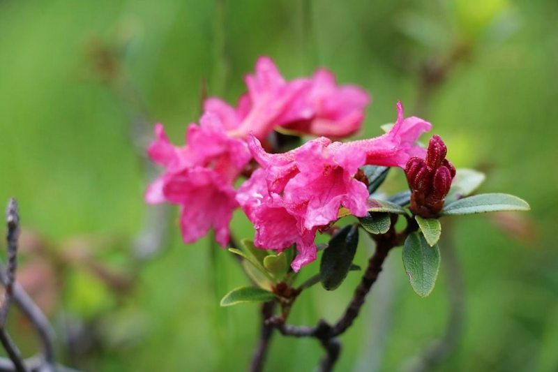Sanierung Marienbergalpe – zum Almsommer solls fertig sein