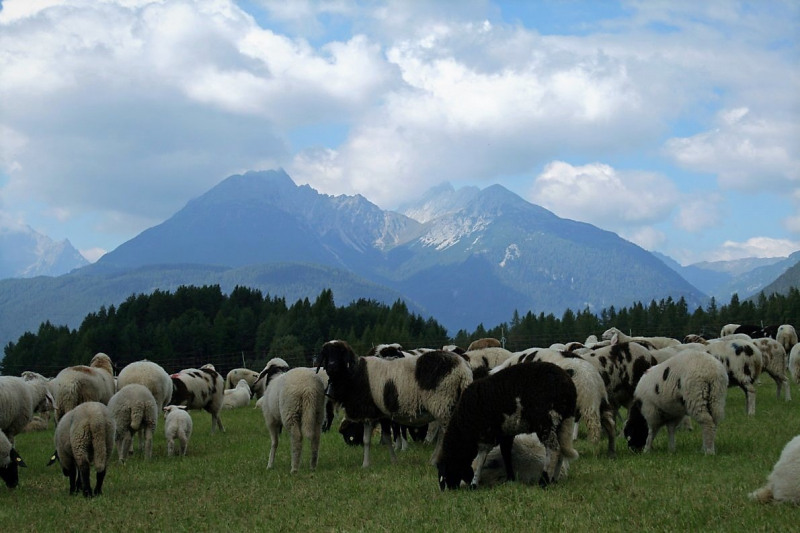 Schafabtrieb von der Seebenalm nach Untermieming
