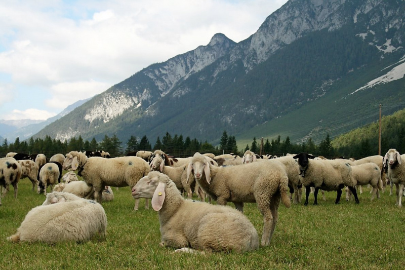 Schafabtrieb von der Seebenalm nach Untermieming