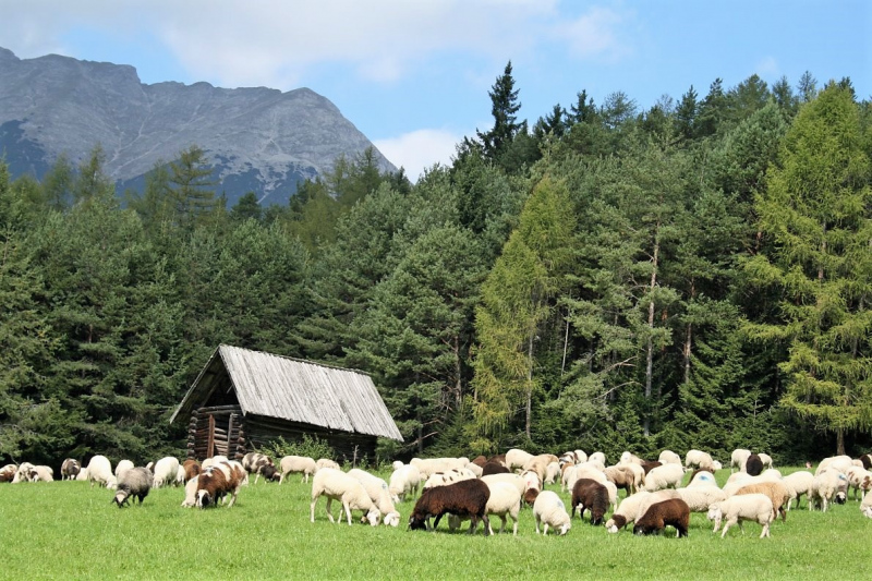 Schafabtrieb von der Seebenalm nach Untermieming