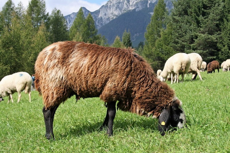 Schafabtrieb von der Seebenalm nach Untermieming