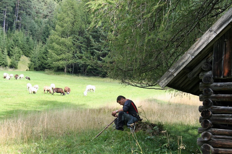 Schafabtrieb von der Seebenalm nach Untermieming
