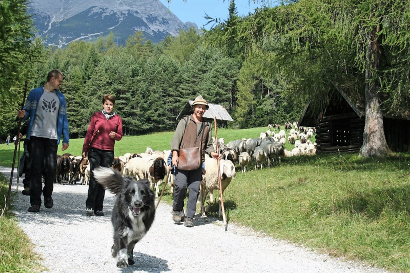 Schafabtrieb von der Seebenalm nach Untermieming