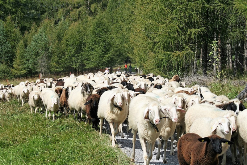 Schafabtrieb von der Seebenalm nach Untermieming