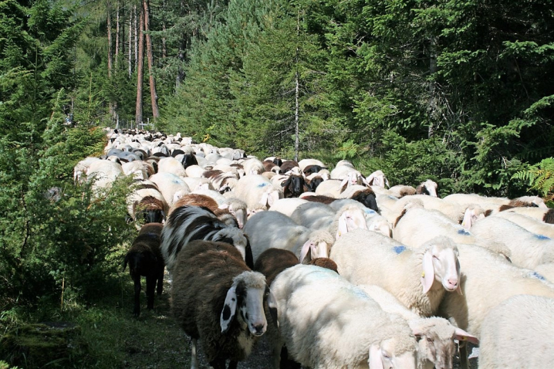 Schafabtrieb von der Seebenalm nach Untermieming