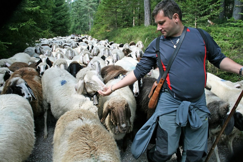 Schafabtrieb von der Seebenalm nach Untermieming