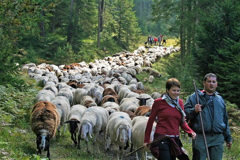 Schafabtrieb von der Seebenalm nach Untermieming