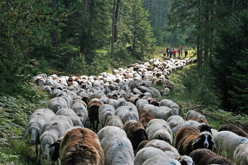 Schafabtrieb von der Seebenalm nach Untermieming