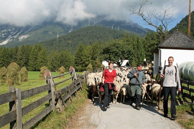 Schafabtrieb von der Seebenalm nach Untermieming