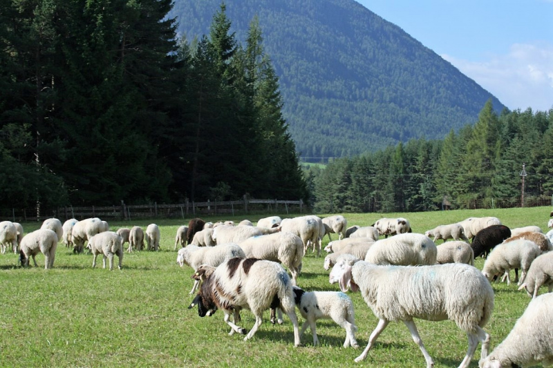 Schafabtrieb von der Seebenalm nach Untermieming