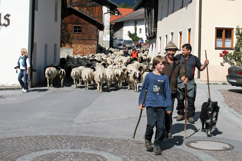 Schafabtrieb von der Seebenalm nach Untermieming