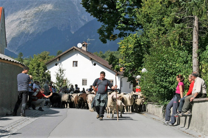 Schafabtrieb von der Seebenalm nach Untermieming
